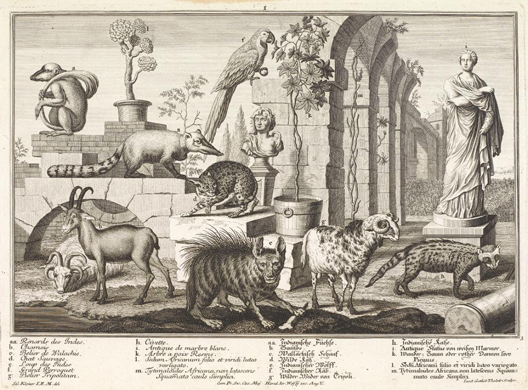 Salomon Kleiner, Hyäne, Wildkatzen, Nasenbär, 1734, Radierung, Druck in Schwarz auf Papier, Dau…