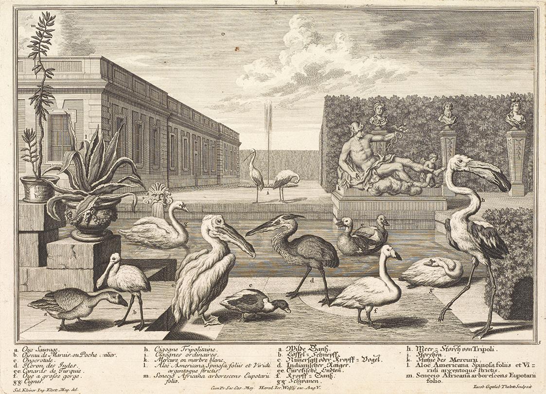 Salomon Kleiner, Wasservögel, 1734, Radierung, Druck in Schwarz auf Papier, Dauerleihgabe aus P…