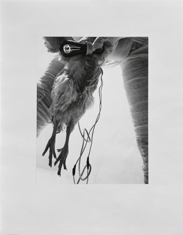 Rudolf Schwarzkogler, 6. Aktion, 1966, Fotografie, 40,2 × 30,3 cm, Belvedere, Wien, Inv.-Nr. 88 ...