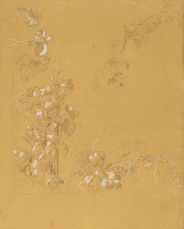 Johann Peter Krafft, Weinstock, Studie zu "Hermann und Dorothea im Weinberg", vor 1840, Bleisti…