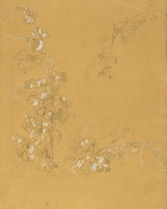 Johann Peter Krafft, Weinstock, Studie zu "Hermann und Dorothea im Weinberg", vor 1840, Bleisti…