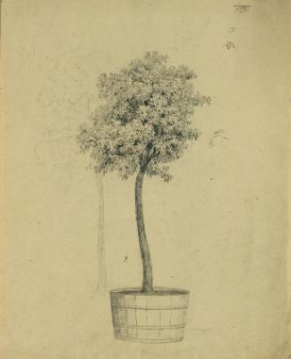 Johann Peter Krafft, Studie eines Bäumchens im Topf, Bleistift auf Papier, 34 x 27,5 cm, Belved…
