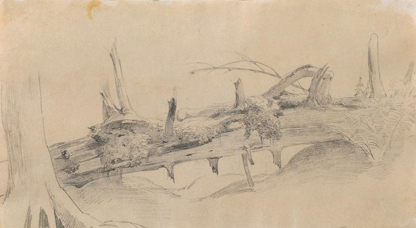 Wurzelwerk, umgestürzter Baum