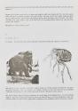 Marc Adrian, das mammut. ein lehrstück, 1966, Druck, 30 × 21 cm, Belvedere, Wien, Inv.-Nr. 1126…