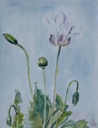 Fritzi Ecker-Houdek, Mohn, 1957, Wasserfarben auf Papier, 32,5 x 24 cm, Belvedere, Wien, Inv.-N…