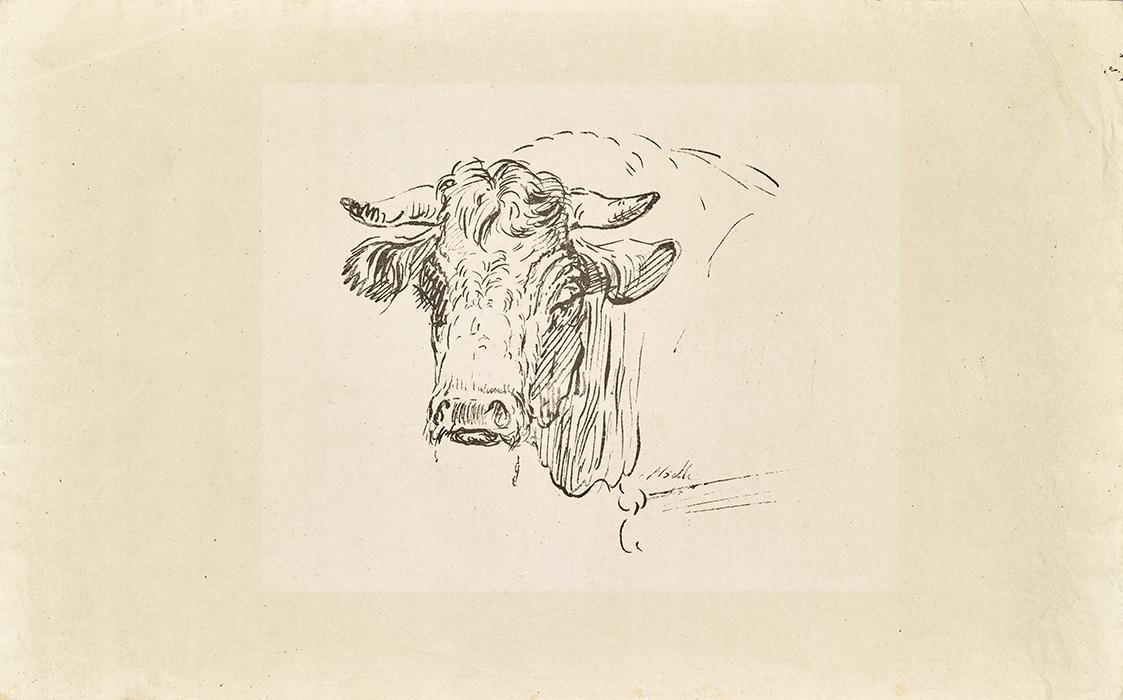 Johann Josef Schindler, Stierkopf, undatiert, Tusche auf Papier, 21,8 × 35 cm, Schenkung Sammlu…