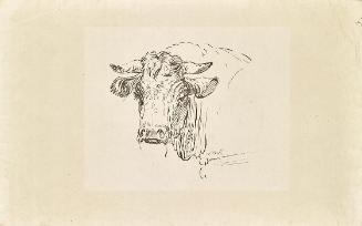 Johann Josef Schindler, Stierkopf, undatiert, Tusche auf Papier, 21,8 × 35 cm, Schenkung Sammlu…