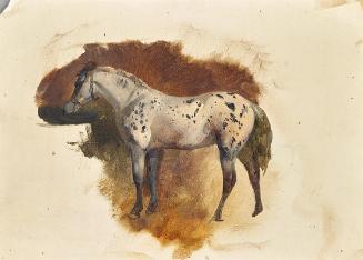 Friedrich August Mathias Gauermann, Gefleckter Schimmel, undatiert, Öl auf Papier, 18,7 × 26,3 …