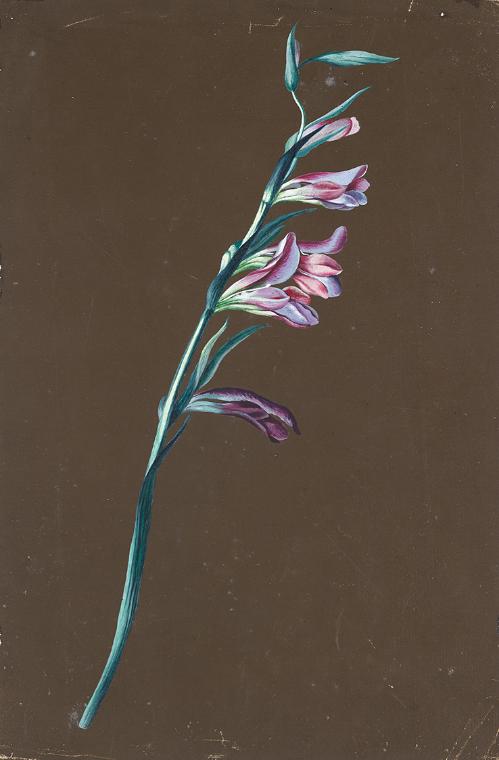 Anton Hartinger, Lilie, undatiert, Gouache auf dunkelbraun getöntem Papier, 33,9 × 22,3 cm, Bel…