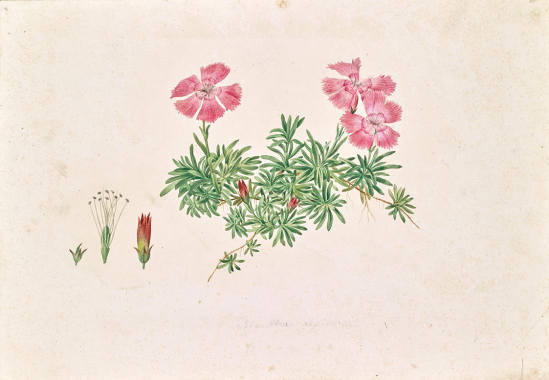 Leopold von Stoll, Alpen-Nelke (Dianthus alpinus), undatiert, Aquarell auf Papier, 23 × 33,3 cm…