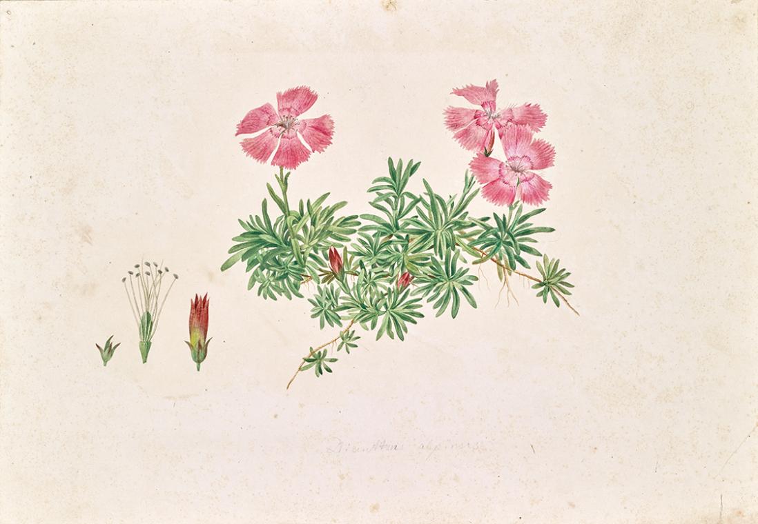 Leopold von Stoll, Alpen-Nelke (Dianthus alpinus), undatiert, Aquarell auf Papier, 23 × 33,3 cm ...