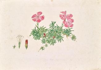 Leopold von Stoll, Alpen-Nelke (Dianthus alpinus), undatiert, Aquarell auf Papier, 23 × 33,3 cm ...