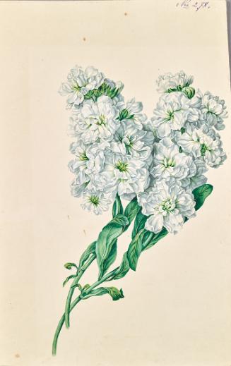 Leopold von Stoll, Weisse Blumen, undatiert, Aquarell, Gouache auf Papier, 34,6 × 22,5 cm, Belv…