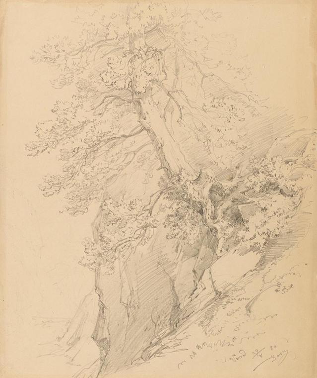 Ignaz Dorn, Baumstudie, 1860, Bleistift auf gelblichem Papier, 36,7 × 30,9 cm, Belvedere, Wien, ...