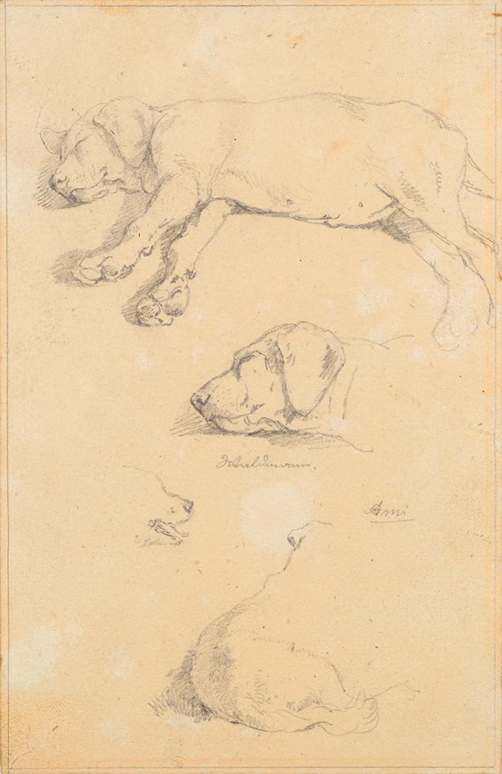 Hundestudien: Waldmann und Ami