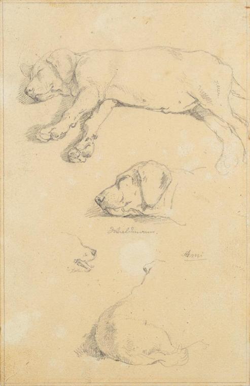 Friedrich August Mathias Gauermann, Hundestudien: Waldmann und Ami, Bleistift auf Papier, 17,3  ...